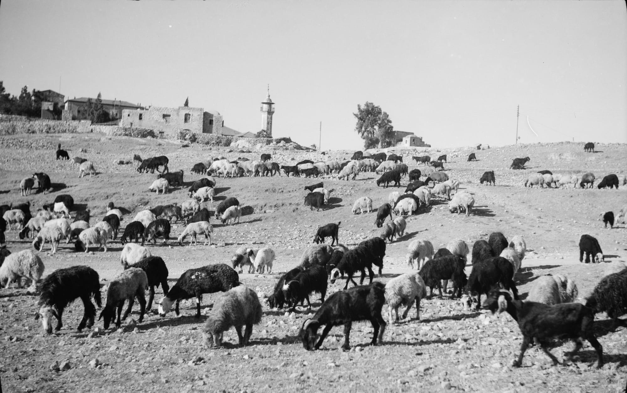 Vayetsey and Labor / ויצא און אַרבעט