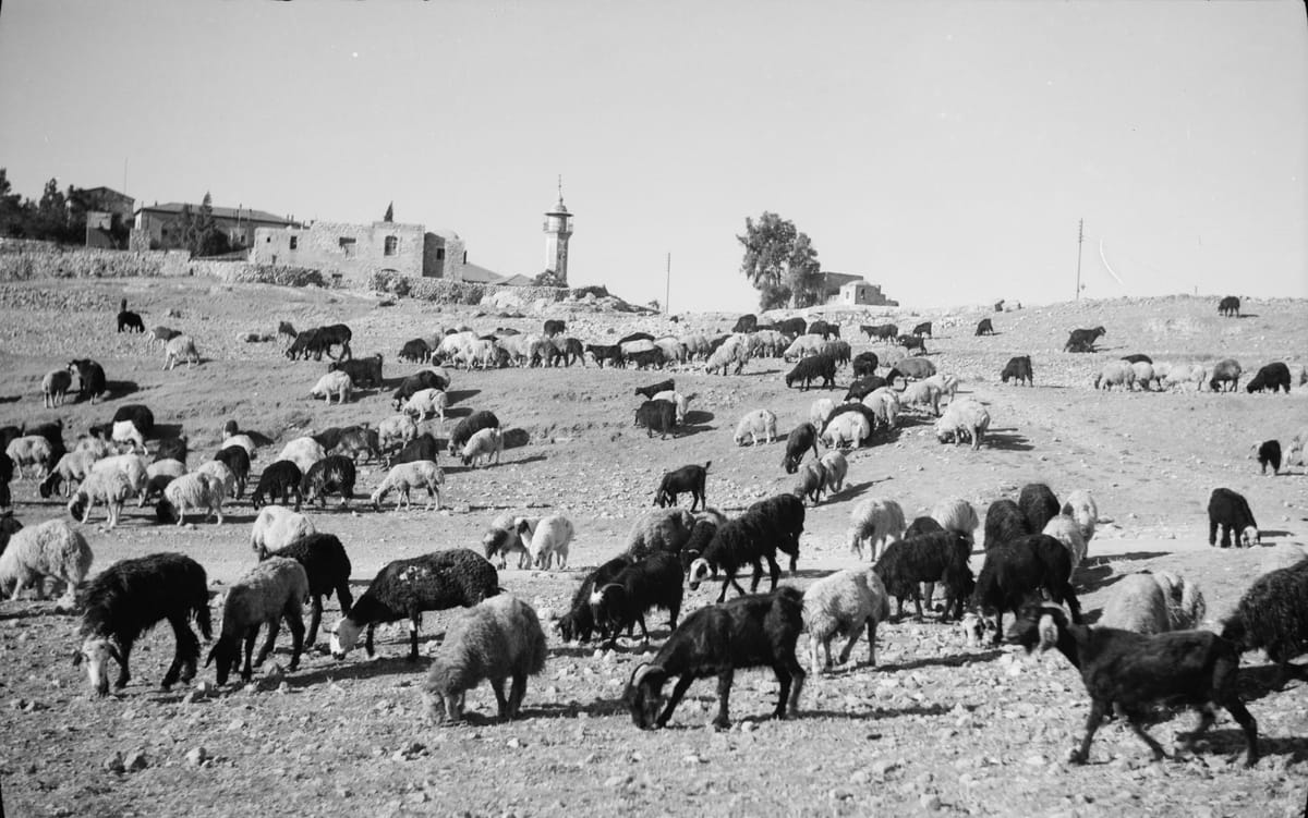 Vayetsey and Labor / ויצא און אַרבעט
